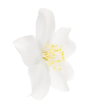 Güzel, narin yasemin çiçeği beyazda izole edilmiş.