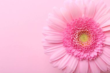Pembe arka planda güzel bir Gerbera çiçeği, üst manzara. Metin için boşluk