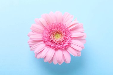 Açık mavi arkaplanda güzel bir pembe gerbera çiçeği.