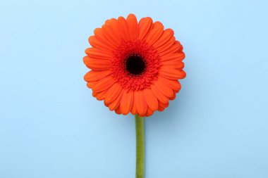 Açık mavi arkaplanda güzel turuncu gerbera çiçeği, üst manzara.