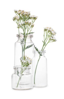 Beyaza izole edilmiş cam şişelerdeki kiraz çiçekleri.