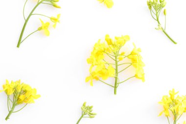 Beyaz arka planda güzel sarı kolza tohumu çiçekleri, düz yatıyordu.