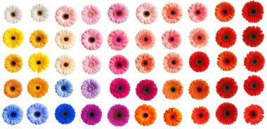 Bir sürü güzel Gerbera çiçeği beyaz sette soyutlanmıştır.