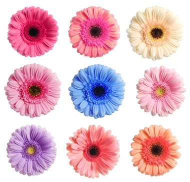 Bir sürü güzel Gerbera çiçeği beyaz sette soyutlanmıştır.