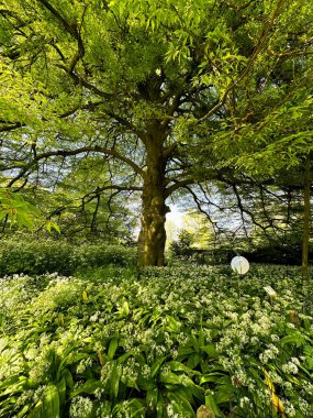 Güzel yeşil ağaç ve botanik bahçesinde yetişen yabani sarımsak çiçekleri.