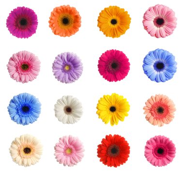 Bir sürü güzel Gerbera çiçeği beyaz sette soyutlanmıştır.