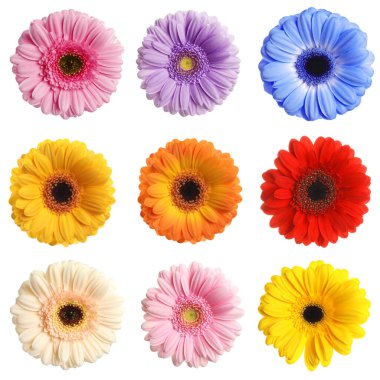 Bir sürü güzel Gerbera çiçeği beyaz sette soyutlanmıştır.