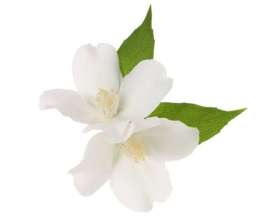 Branch of jasmine flowers and leaves isolated on white clipart