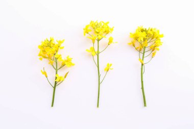 Beyaz arka planda güzel sarı kolza tohumu çiçekleri, düz yatıyordu.
