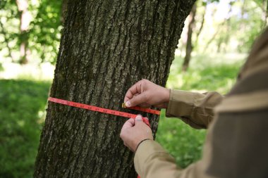 Ormanda ağaç gövdesini bant ile ölçen Forester, yakın plan.