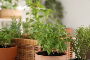 Bulanık arka planda farklı saksı bitkileri, yakın plan