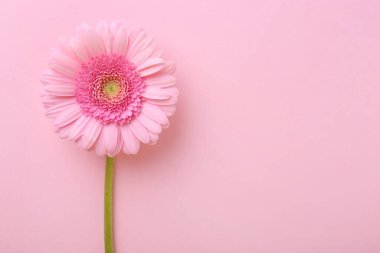 Pembe arka planda güzel bir Gerbera çiçeği, üst manzara. Metin için boşluk