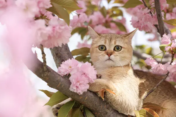 Bahar ağacı dalında güzel çiçekleri olan sevimli bir kedi.