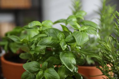 Kapalı mekanlarda farklı otlar yetişiyor.