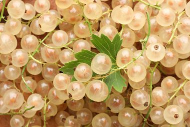 Arka plan olarak taze kuşüzümü ve yeşil yaprak, yakın plan