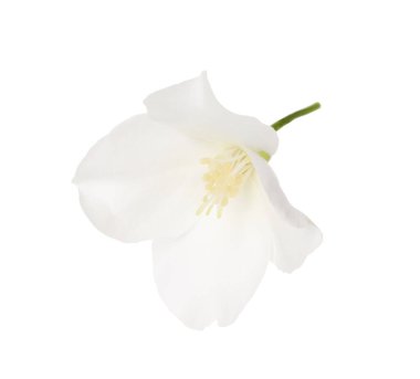 Beautiful delicate jasmine flower isolated on white clipart