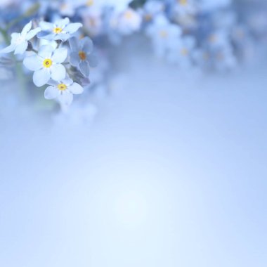 Beautiful forget-me-not flowers on light blue background, space for text clipart