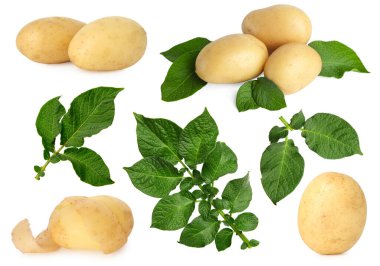 Beyaz üzerine izole edilmiş patates ve yeşil yapraklar.