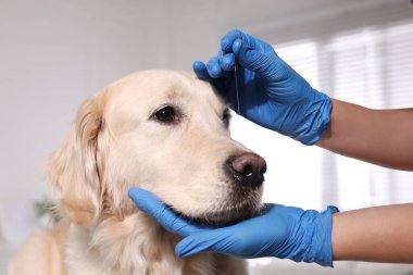 Klinikte köpek kafasının yanında veteriner akupunktur iğnesi tutuyor. Hayvan muamelesi