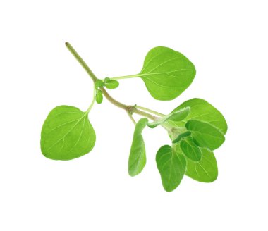 Taze yeşil kekik suyu beyazda izole edilmiş.