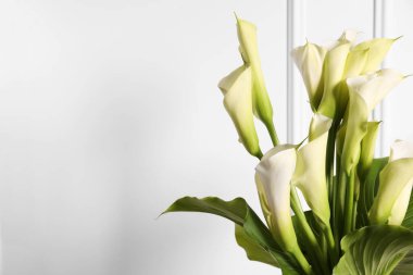 Beyaz arkaplanda güzel zambak çiçekleri, metin için boşluk