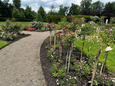 Parkta yetişen farklı türde güzel gül çiçekleri.