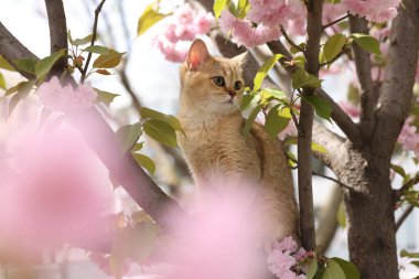 Bahar ağacı dalında güzel çiçekleri olan sevimli bir kedi.