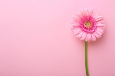 Pembe arka planda güzel bir Gerbera çiçeği, üst manzara. Metin için boşluk