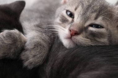 Şirin tüylü kedi yavruları, yakın çekim manzarası. Yavru hayvanlar