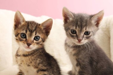 Cute fluffy kittens on pet bed. Baby animals