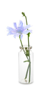 Cam şişedeki güzel hindiba çiçeği beyaza izole edilmiş.