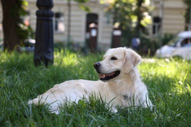 Yeşil çimlerde dinlenen sevimli Golden Retriever köpeği.