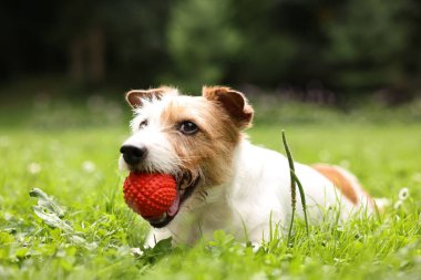 Dışarıda oyuncaklarla oynayan sevimli bir köpek. Etkin hayvan