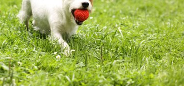 Dışarıda oyuncaklarla oynayan sevimli bir köpek. Etkin hayvan