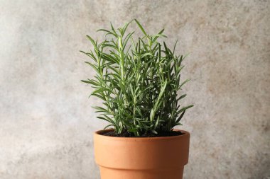 Gri arka planda biberiye bitkisi yetişiyor. Aromatik bitki