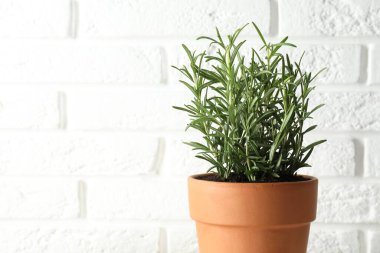 Biberiye bitkisi beyaz tuğla duvarın karşısında büyür, yazı için yer vardır. Aromatik bitki