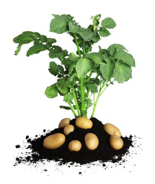 Patates tohumu, toprak ve çiğ sebzeler beyaz üzerine izole edilmiş.