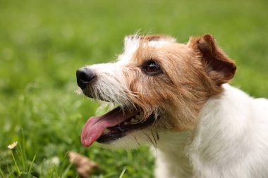 Şirin Jack Russell Terrier köpeği dışarıda. Sevimli hayvan