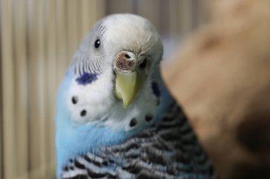 Beautiful light blue parrot in cage, closeup. Exotic pet clipart