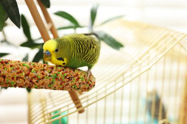 Evcil papağan. Güzel muhabbet kuşları evde dekoratif merdivenlerde kuş muamelesi görür.