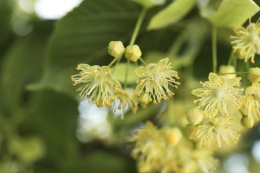 Açık havada çiçek açan güzel ıhlamur ağacı, yakın plan.