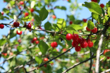 Olgunlaşmış kırmızı meyveli kiraz ağacı, yakın plan.