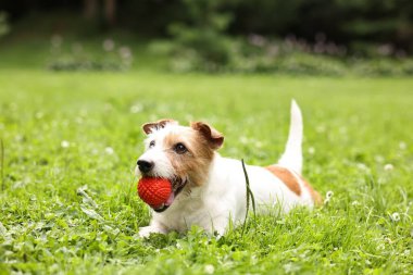 Dışarıda oyuncaklarla oynayan sevimli bir köpek. Etkin hayvan