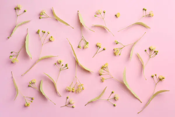 stock image Beautiful linden blossoms and green leaves on pink background, flat lay