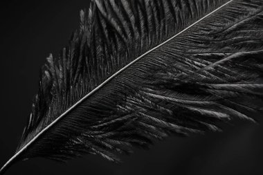 Koyu arkaplanda güzel siyah tüy, yakın plan.