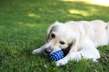 Yeşil çimlerin üzerinde top oynayan sevimli Golden Retriever köpeği. Metin için boşluk