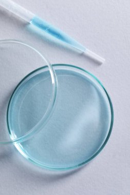 Beyaz arka planda pipet ve petri kabını transfer et, üst görünüm