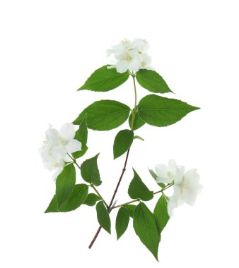 Yasemin çiçekleri dalları ve beyaz yapraklar