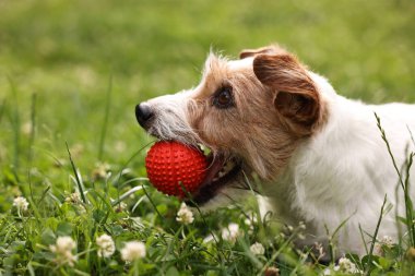 Dışarıda oyuncaklarla oynayan sevimli bir köpek. Etkin hayvan