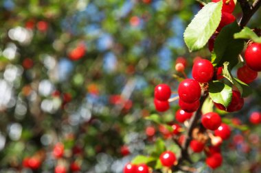 Açık havada kırmızı böğürtlenli kiraz ağacı, yakın plan. Metin için boşluk